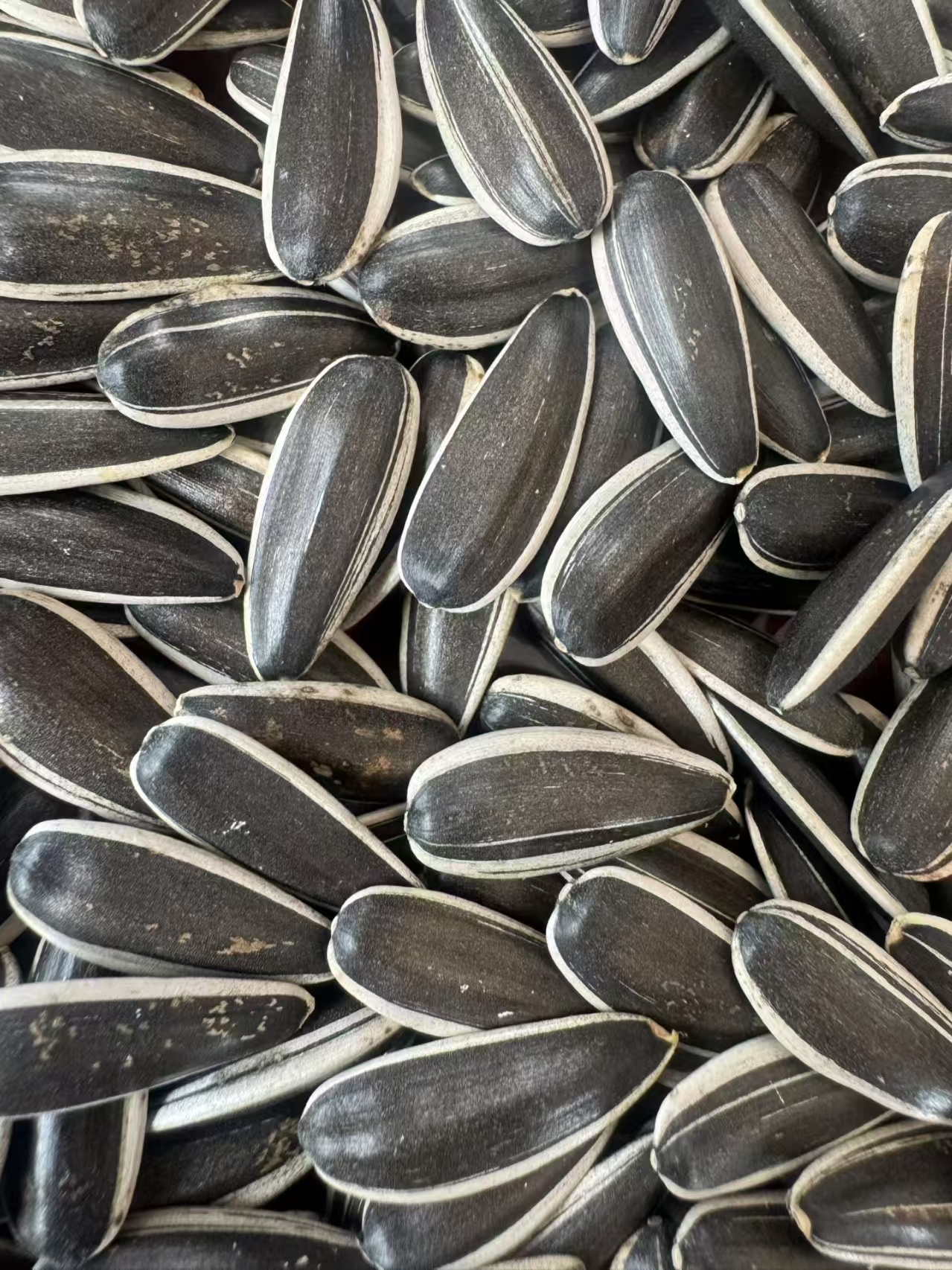 sunflower seeds T6/T66/361/363 - Image 2