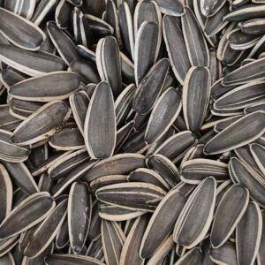 sunflower seeds T6/T66/361/363